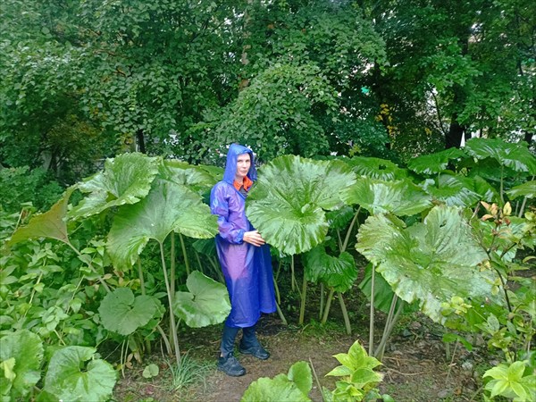 1241 23.08 Сахалинские растения - гиганты